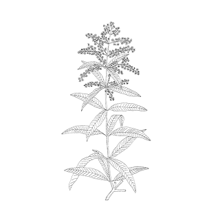 Exotic verbena Oil