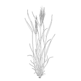 Germ oil