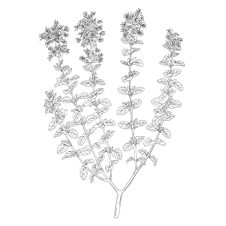 Marjoram essential oil
