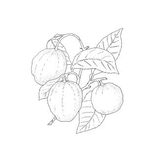 Bitter Orange Essential Oil